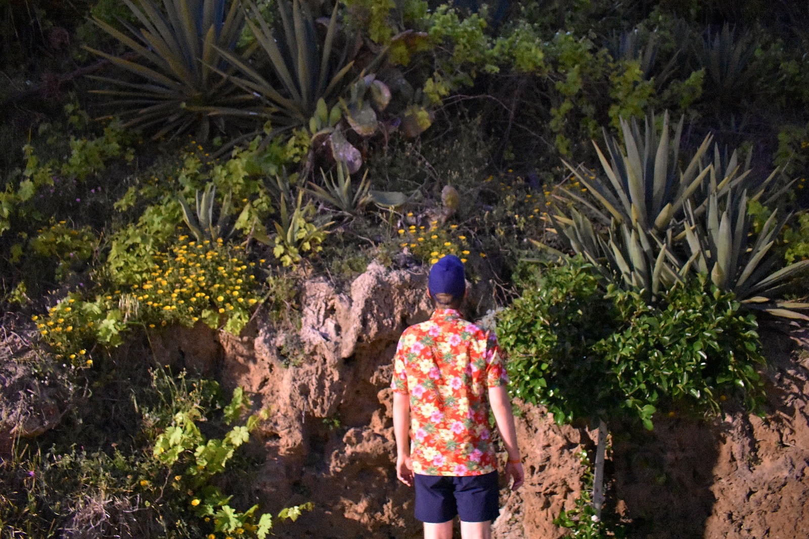 Orhidee in Spain staring at rocks and flowers