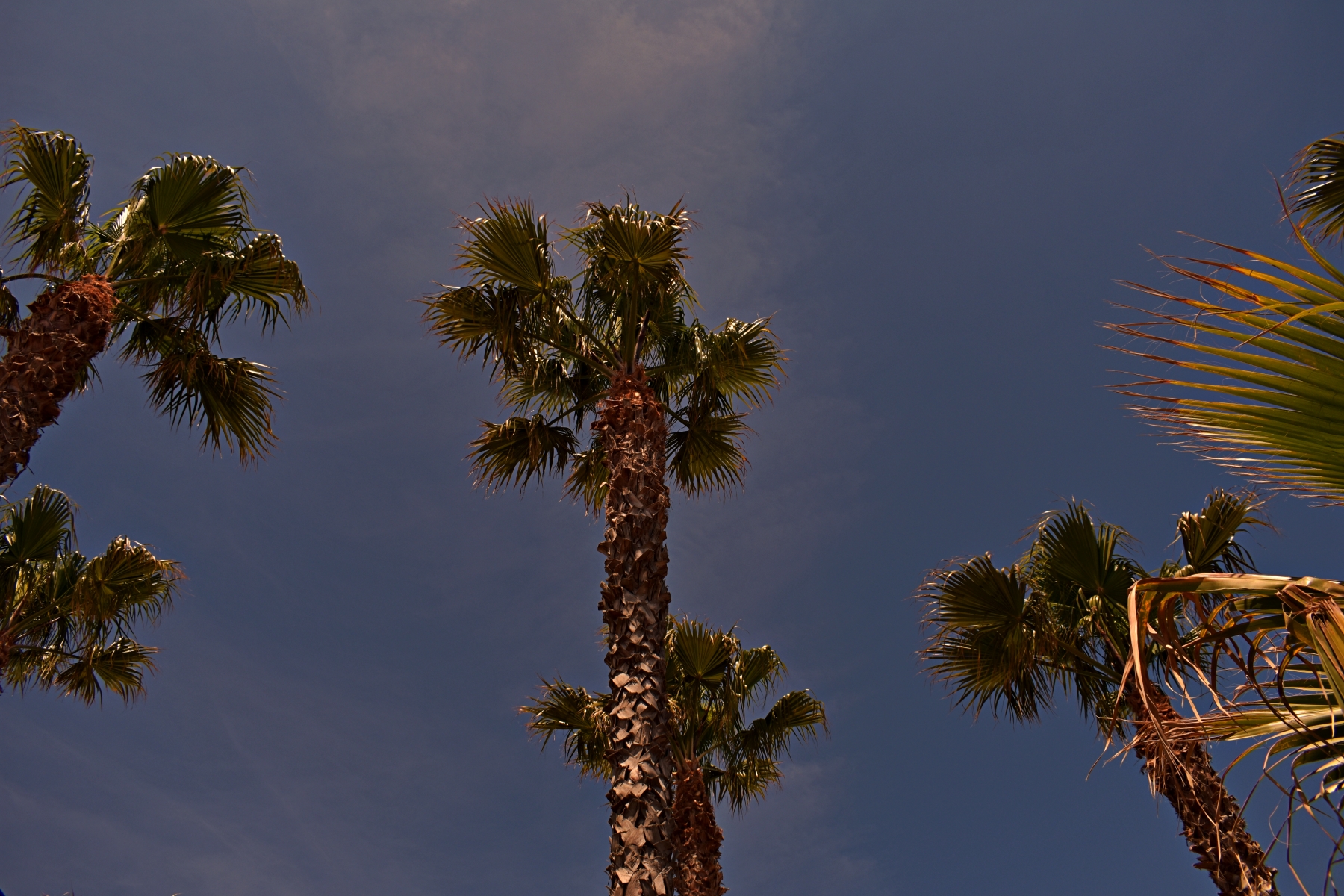 palms in spain